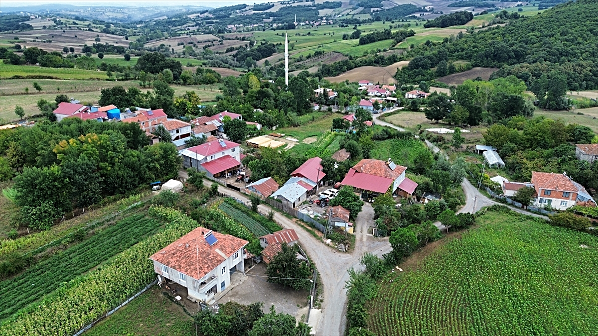 Samsun'da sonbahar dönemi şap ve brusella aşılama çalışması yürütülüyor