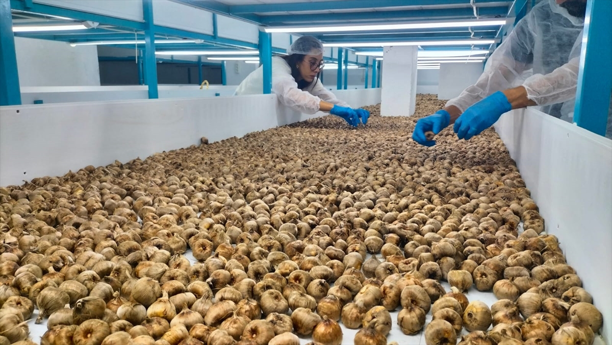 Topraksız tarımla safran yetiştiren mali müşavir şimdi üreticilere danışmanlık hizmeti veriyor