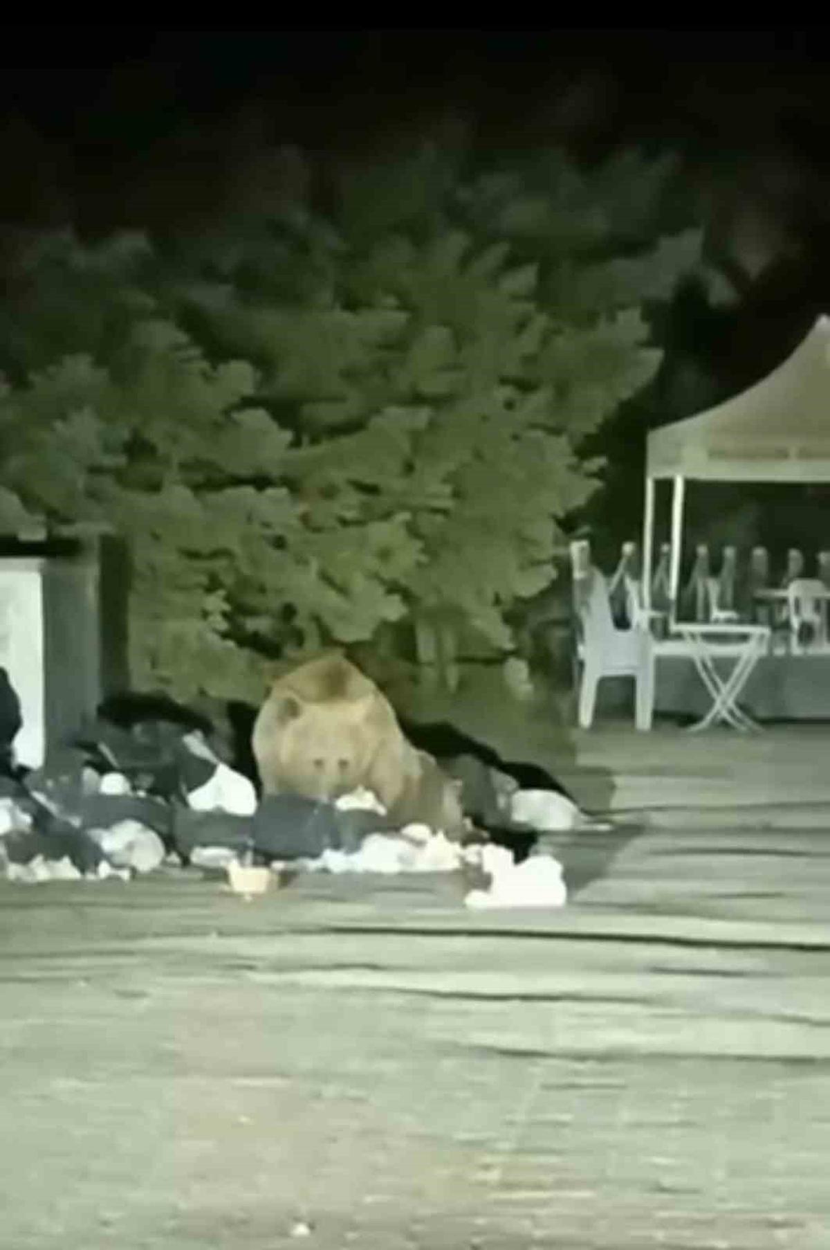 Uludağ’da aç kalan ayı çöp konteynerinde yemek aradı