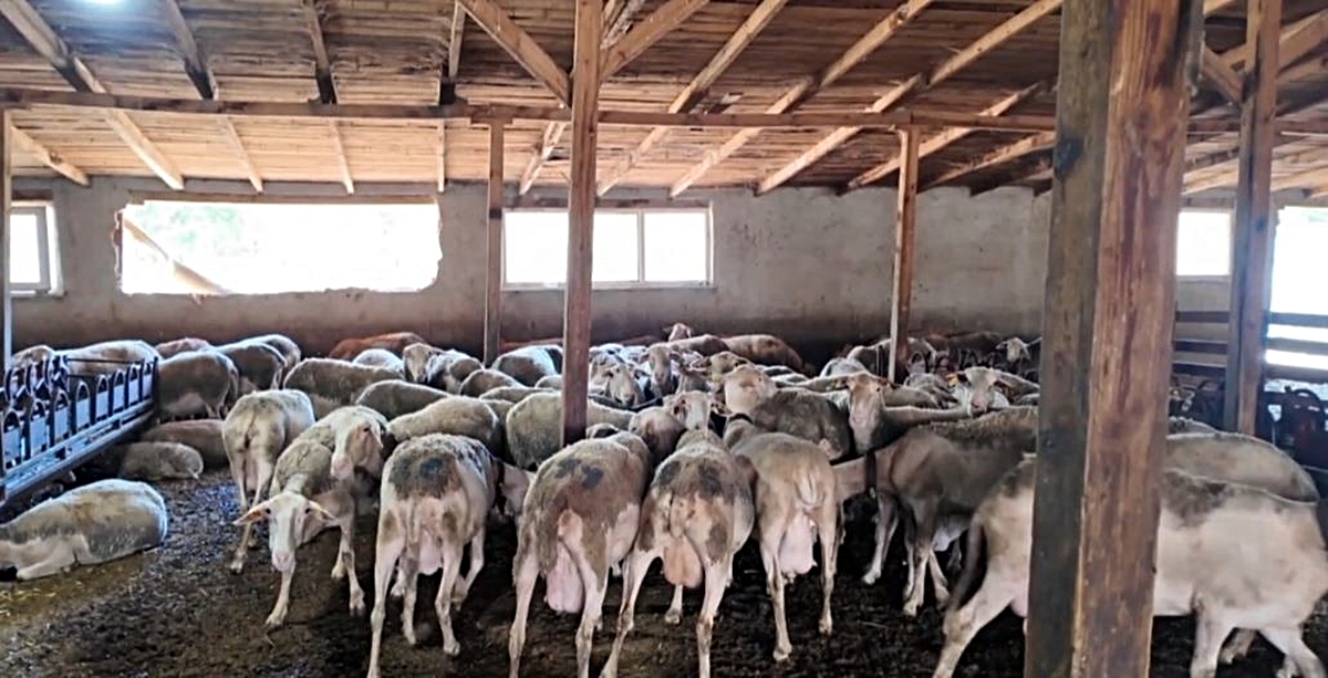 Ahırda başlayan hayalini çocuklarına miras bırakmak istiyor