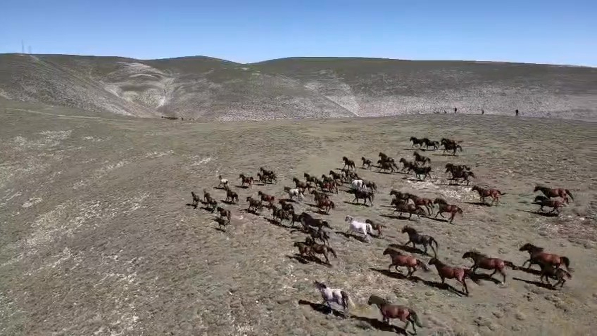 Akdağ’ın yılkı atları dronla görüntülendi
