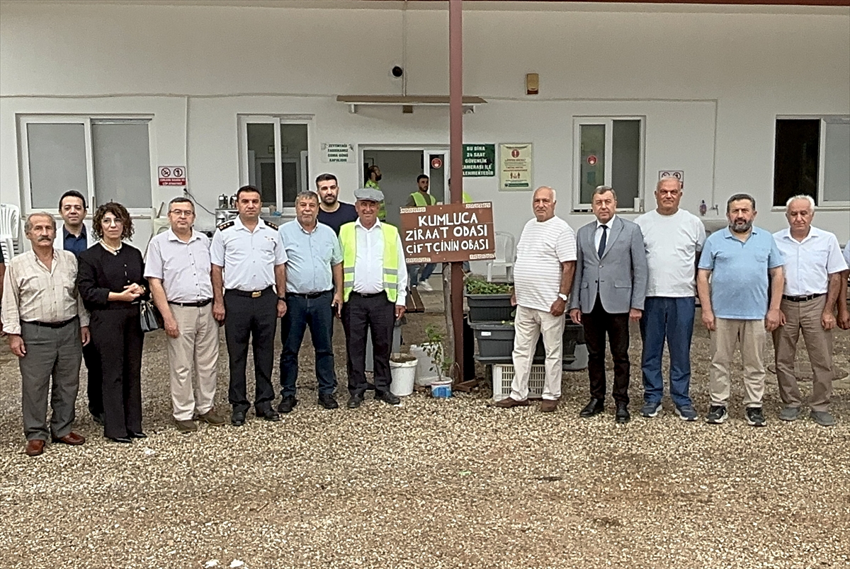 Antalya'da zeytin hasadı başladı
