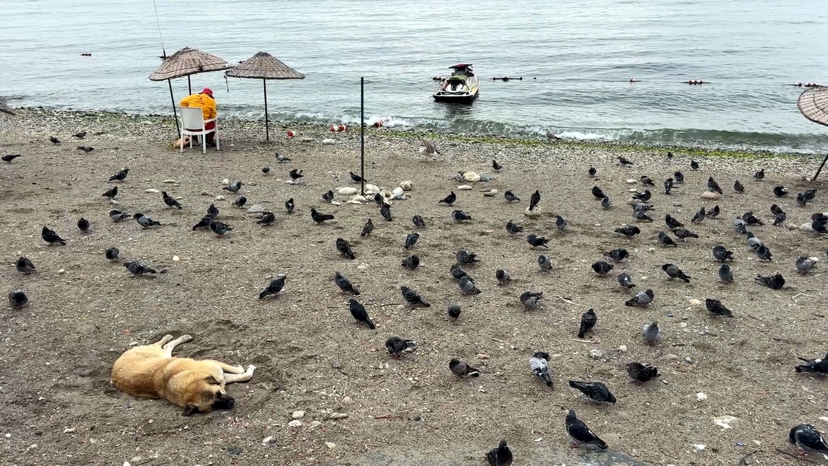 Avcılar’da havalar serinledi, sahil güvercinlere kaldı