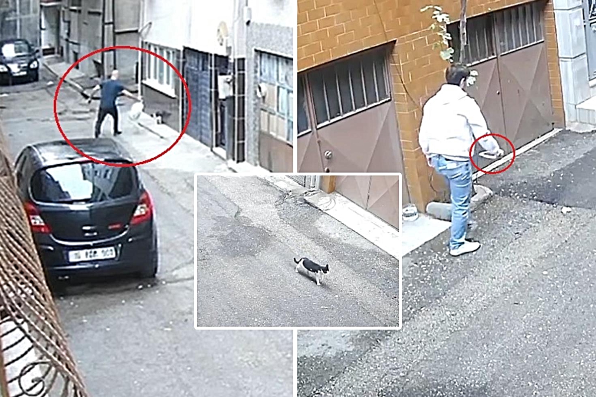Kedilerin mamalarını çöpe attılar! Baba ile oğlunun vicdanları yaralayan hareketi kamerada