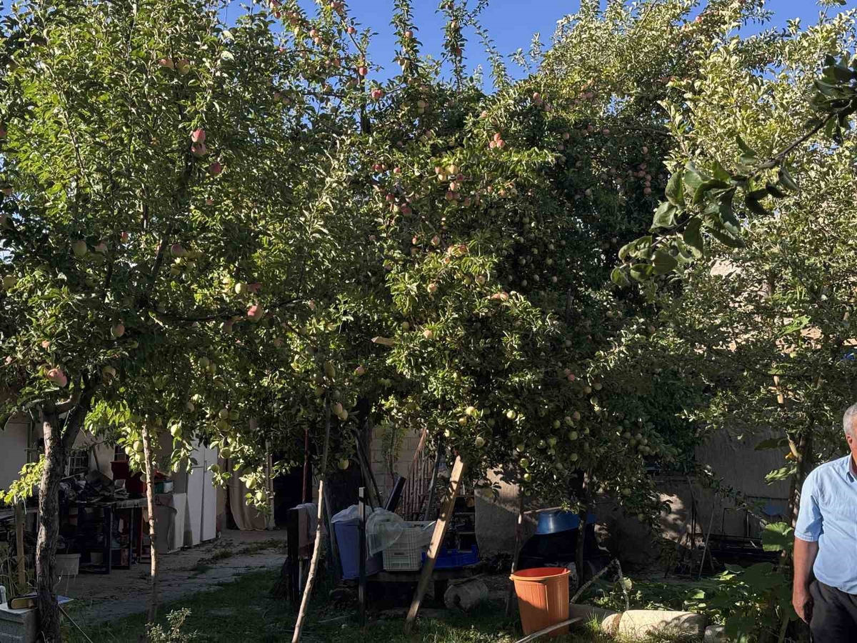 Bu elma dalından kopartıldıktan sonra 6 ay boyunca tüketilebiliyor