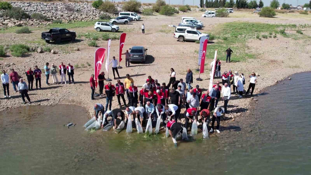 Çamgazi Baraj Göleti’ne 680 bin yavru sazan bırakıldı