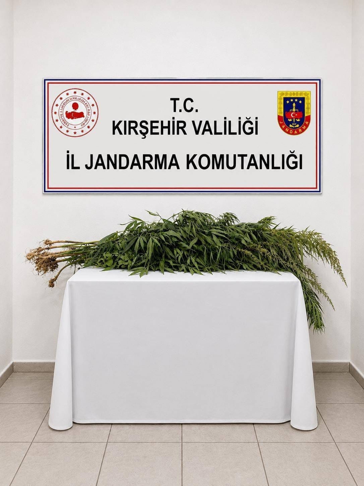 İkametlerde yapılan aramalarda 30 kök uyuşturucu ele geçirildi