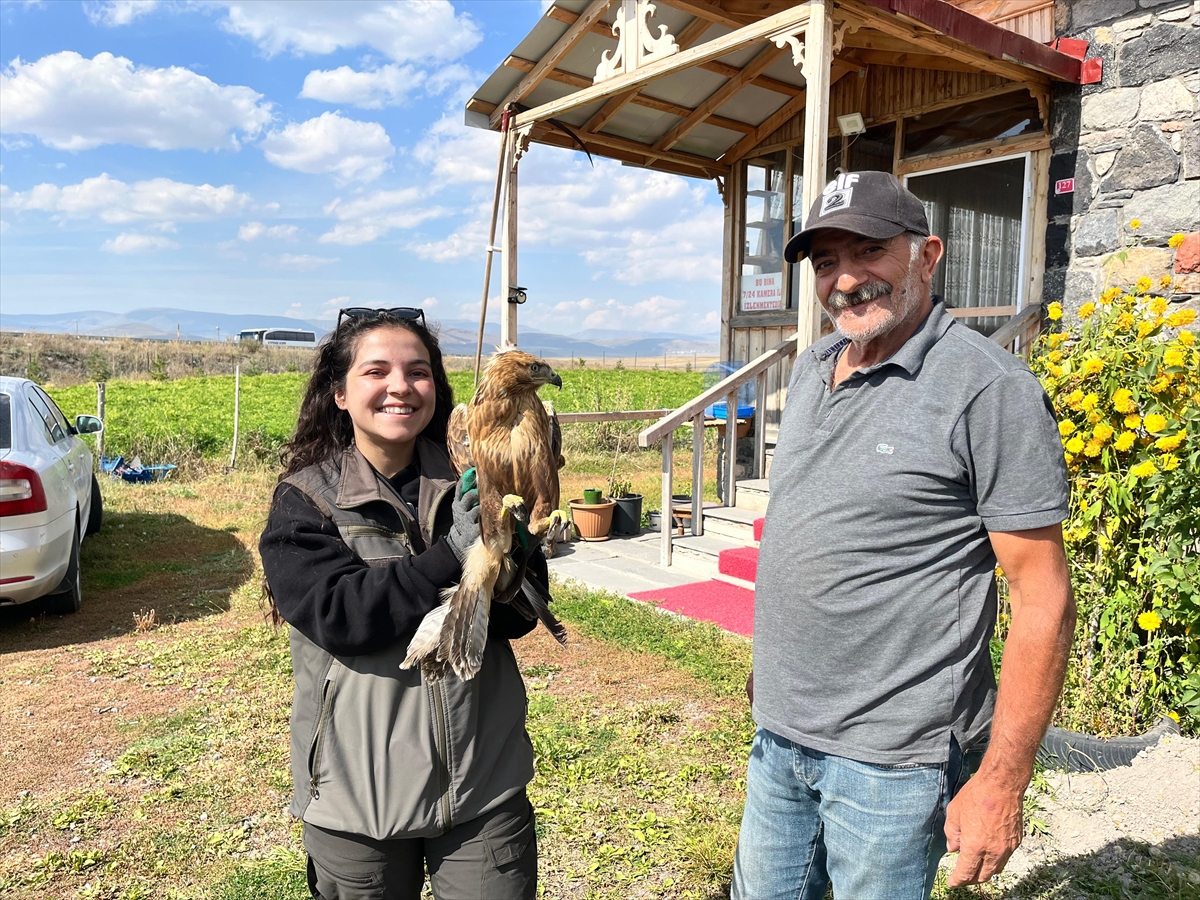 Kars'ta bitkin bulunan kızıl şahin tedavi altına alındı