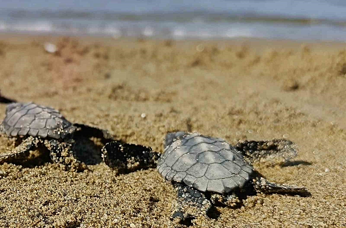Kuşadası’nda sürpriz caretta caretta çıkışı