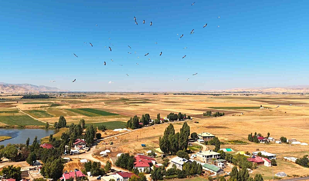 Muş Ovası’nda leylekler göç öncesi enerji depoluyor