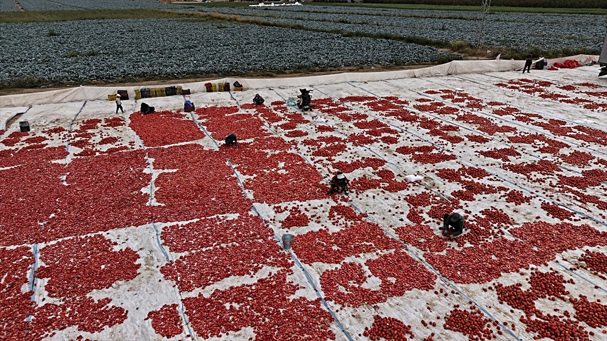 Niğde'de kuru domates ve lahana hasadı başladı