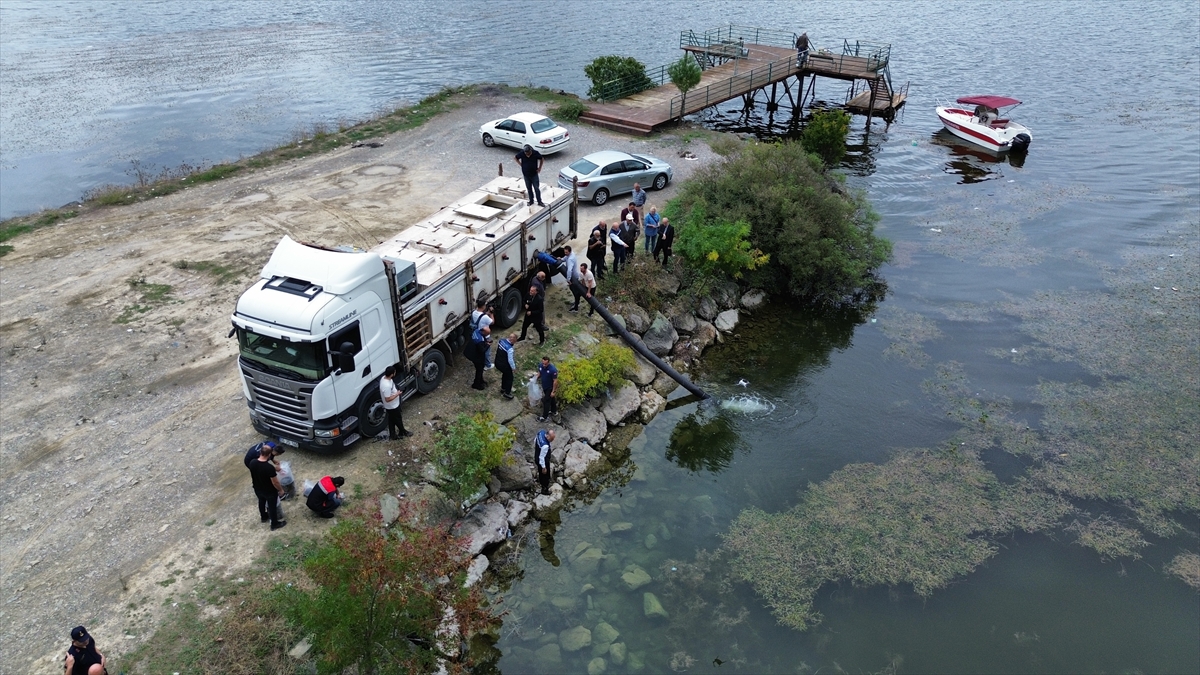 Samsun'da bu yıl iç sulara 2 milyon 412 bin sazan yavrusu bırakılacak