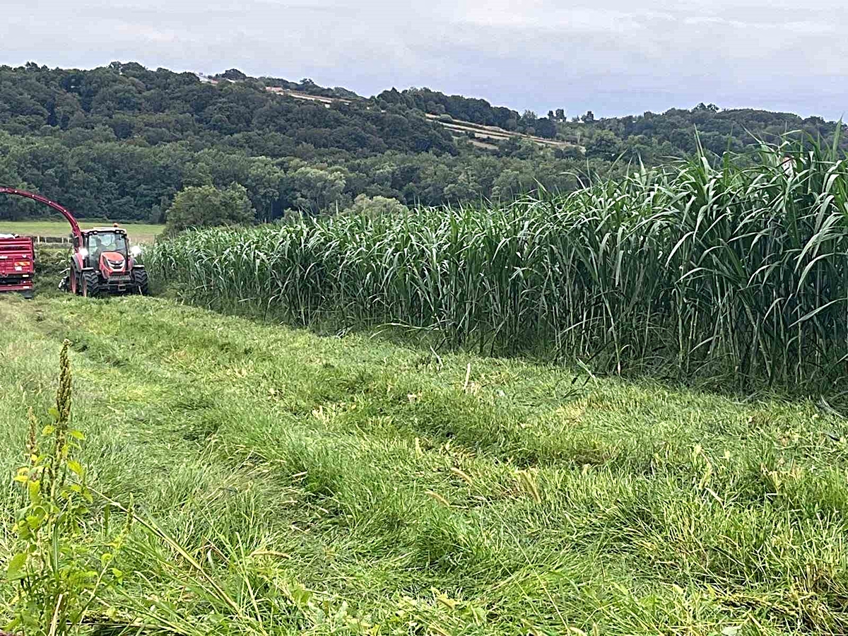 Sinop’ta maralfalfa üretiminde ilk hasat yapıldı