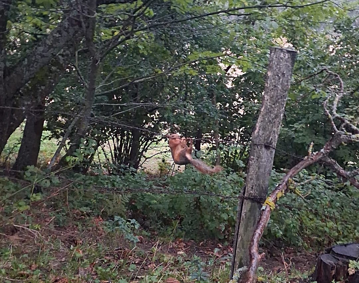 Sinop’ta tellere takılan sincap ekiplerce kurtarıldı