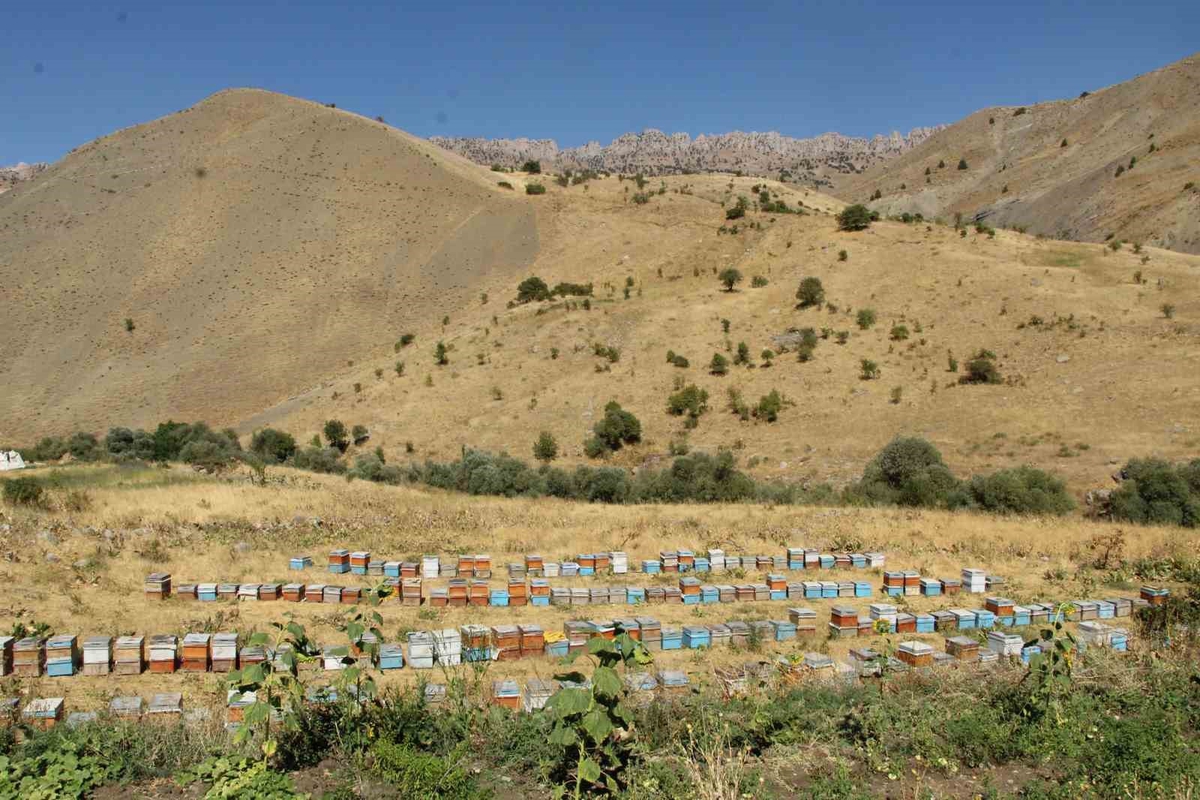 Şırnak dağlarından Londra’ya uzanan ’altın’ hikaye