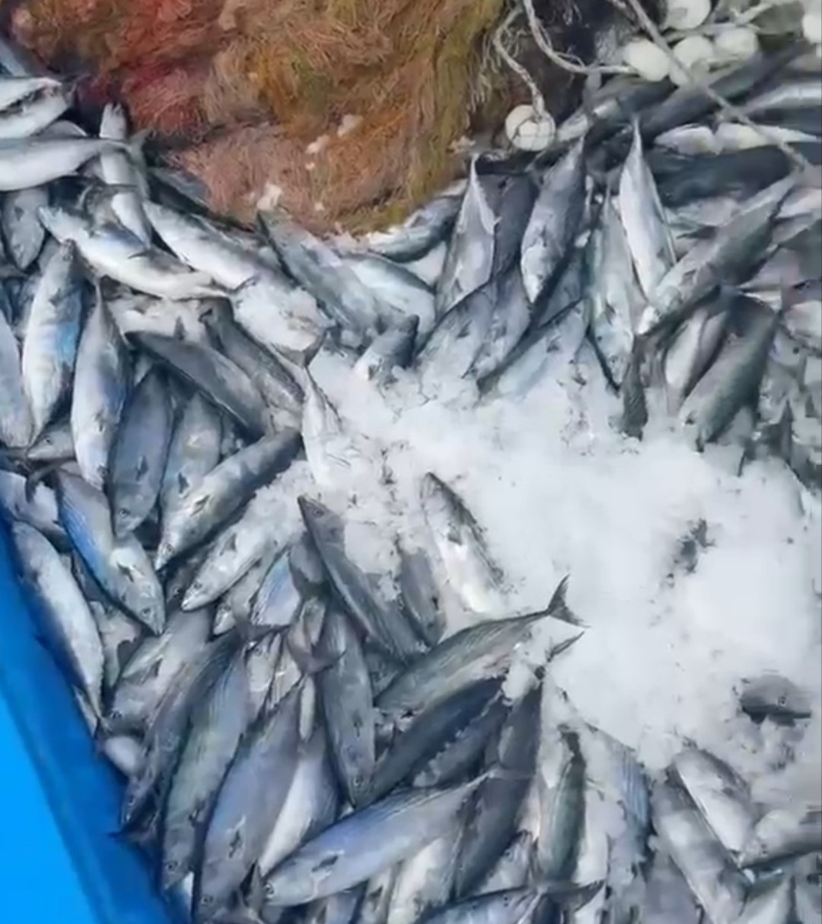 Bir gecede 2 bin adet palamut yakaladı