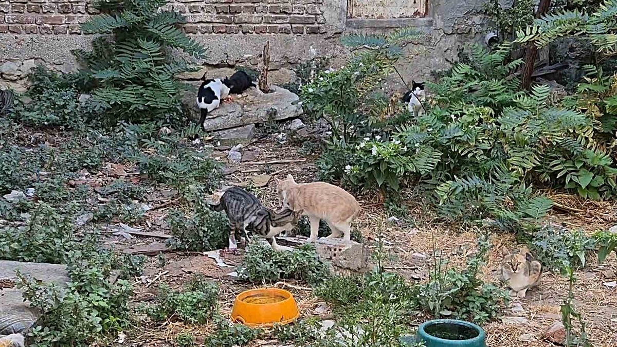 Bir kediyle başladı, kedi sokağına dönüştü