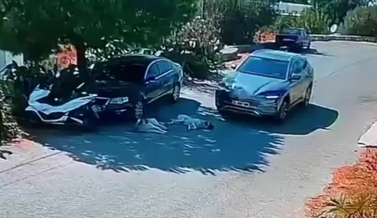 Bodrum’da otomobil yolda yatan 2 köpeğin üzerinden geçti, sürücü aranıyor