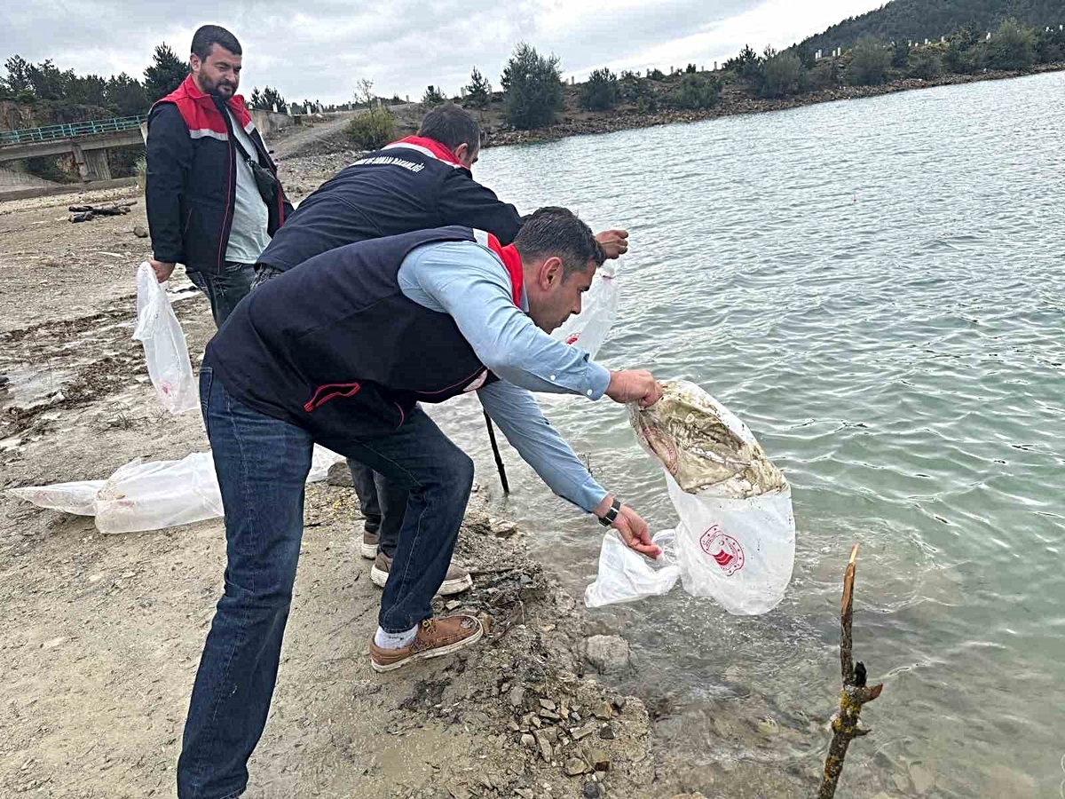 Havza’da göletlere 110 bin yavru sazan bırakıldı