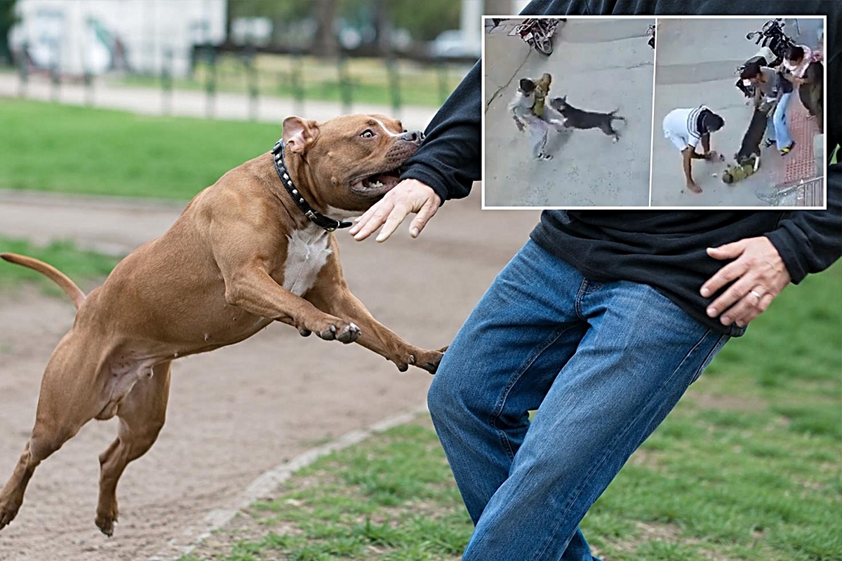 Hindistan'da korku dolu anlar! Pitbull bebeği metrelerce sürükledi, ağır yaralandı