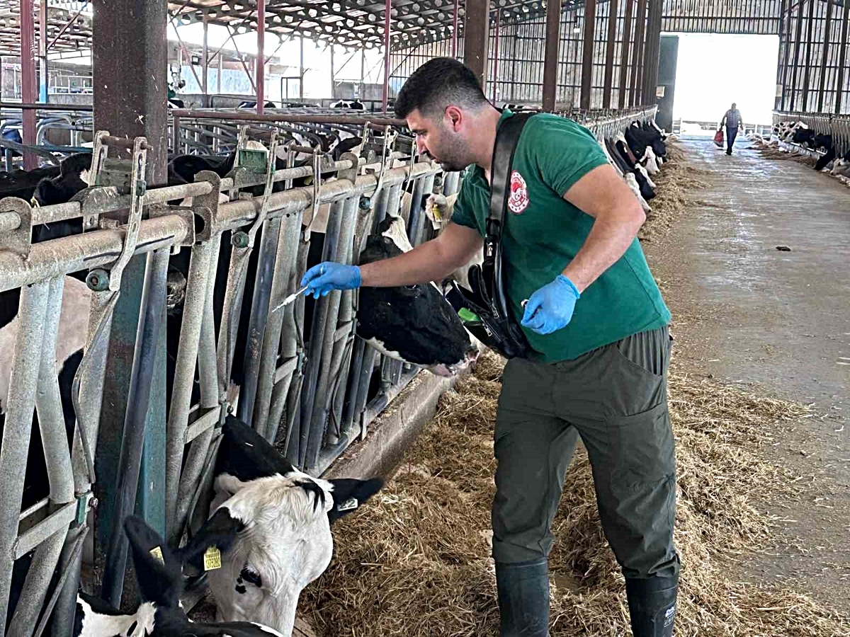 Kahramanmaraş’ta sonbahar dönemi şap aşılama kampanyası başladı