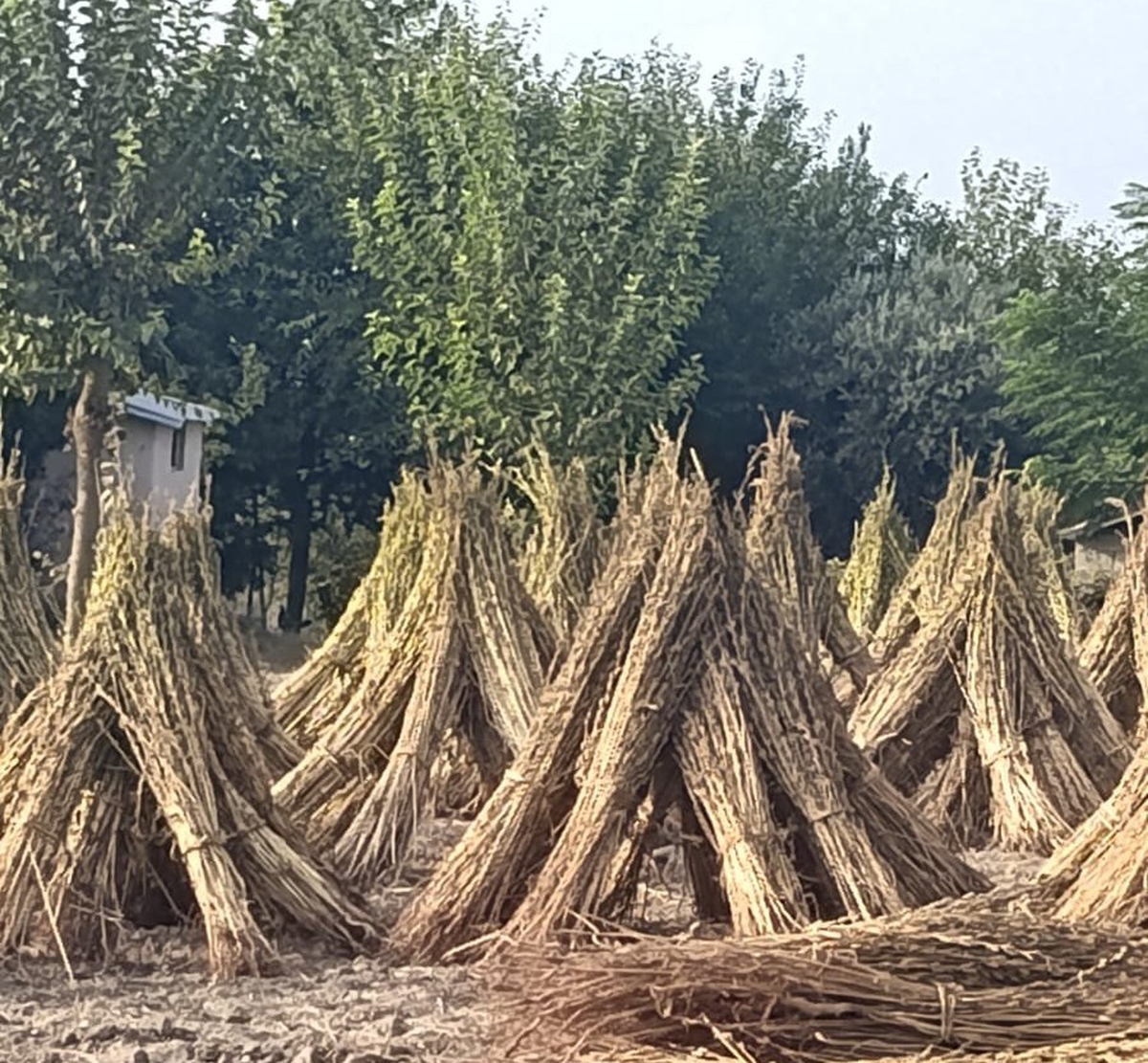 Kahramanmaraş’ta susam hasadı başladı