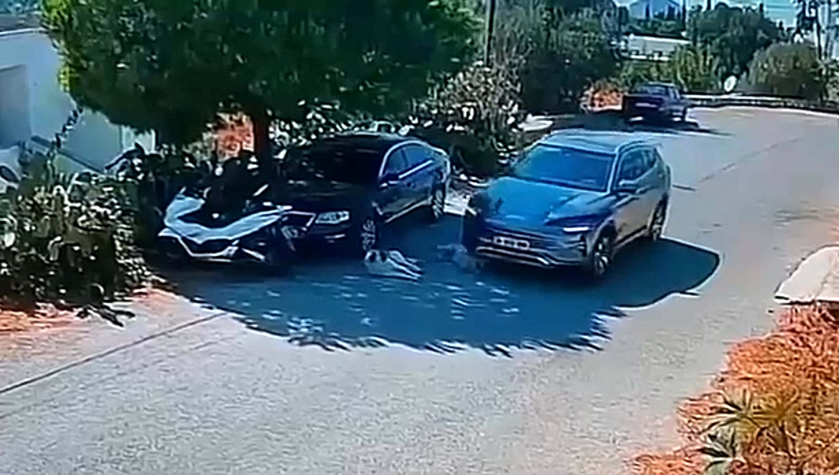 Bodrum'da iki köpeğin üzerinden geçip kaçan sürücünün kimliği belirlendi! Köpeklerden 4 gündür haber yok