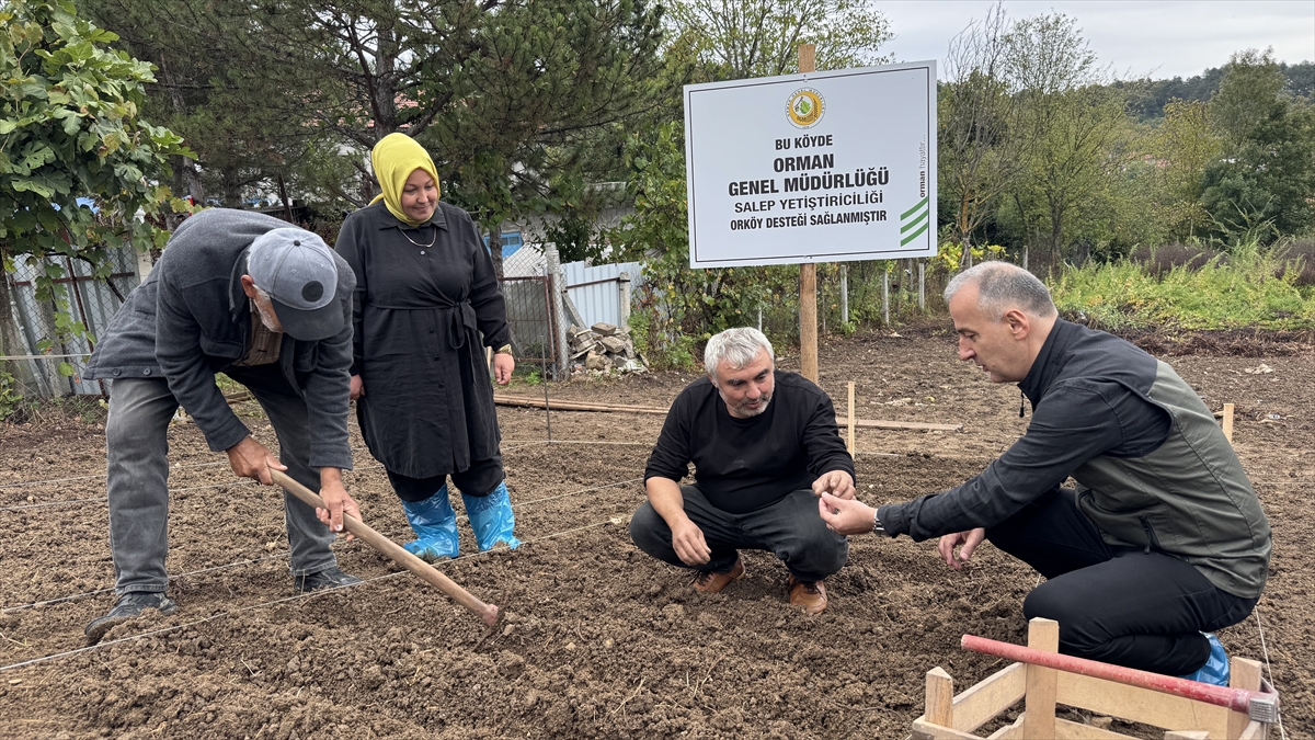 Salep üretimi ORKÖY desteğiyle orman köylülerine alternatif gelir sağlayacak