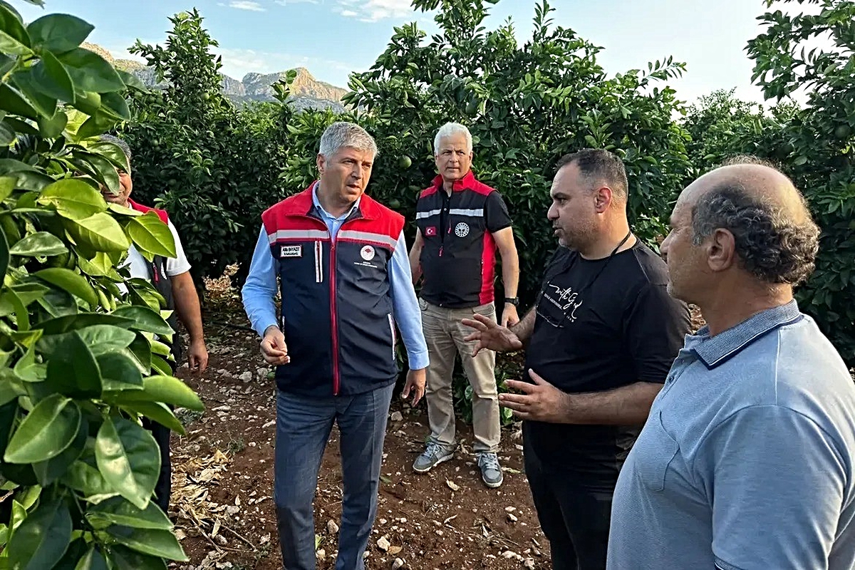 Adana’da dolu narenciye bahçelerine zarar verdi, Yüreğir’de hasar tespiti başladı