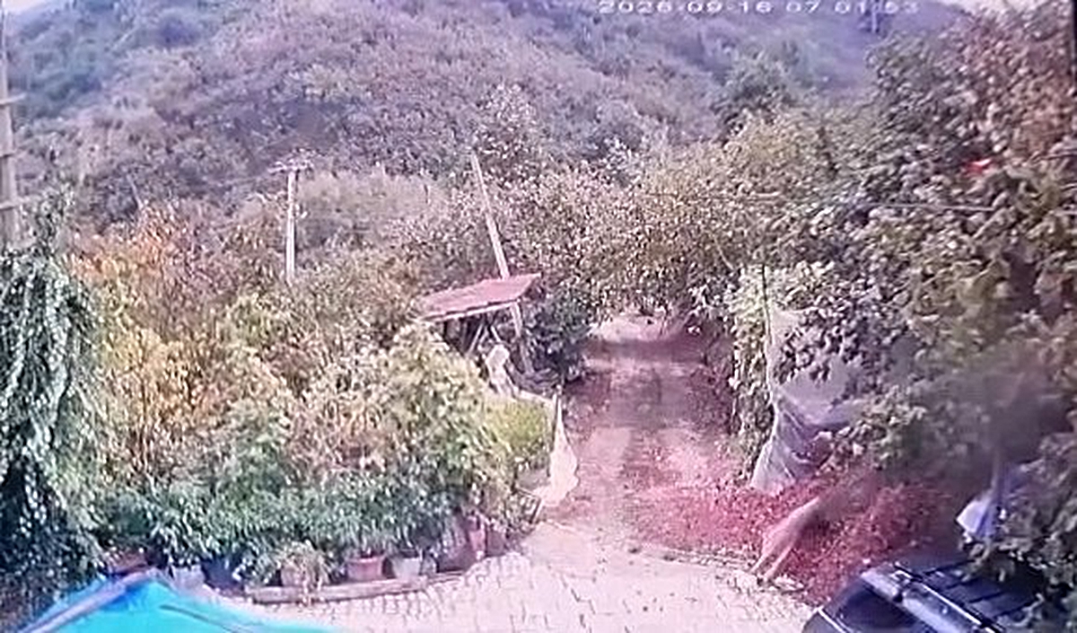 Akçakoca'da yerleşim yerine inen kurdun köpeği alıp götürdüğü anlar kameraya yansıdı