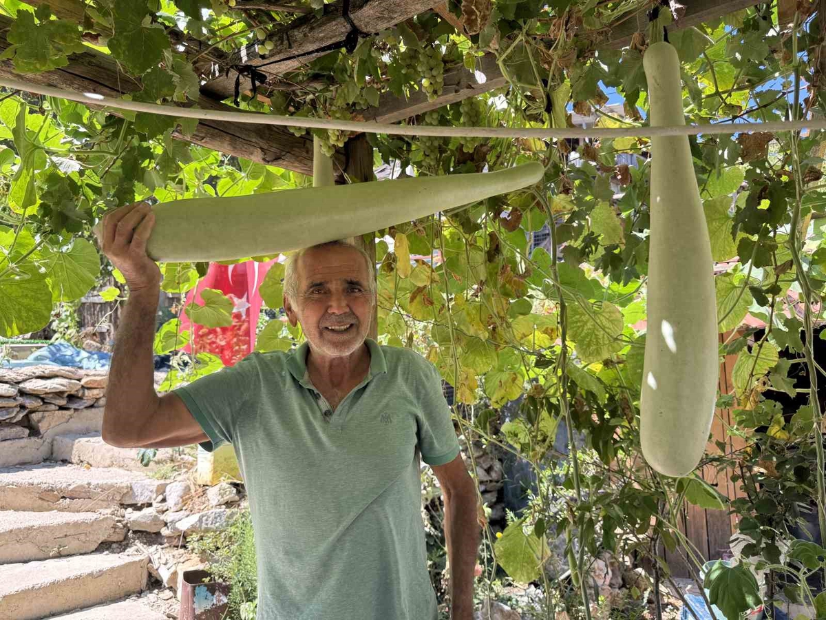Antalya İbradı'da Şendur Özdoğru'nun ektiği su kabağı 96 santimetreye ulaştı