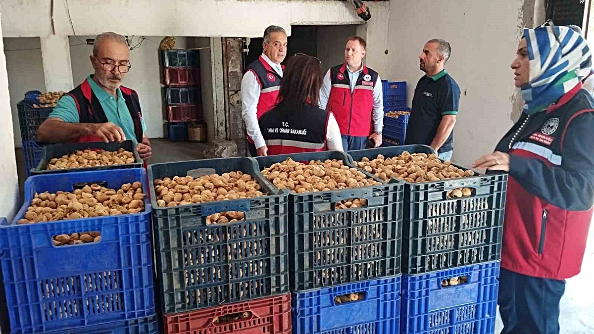 Aydın Valiliği kuru incirde mikotoksin denetimini 17 ilçede sürdürüyor