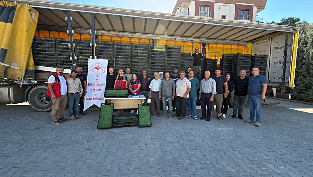 Balıkesir Burhaniye’de 300 bin 300 marul fidesi üreticilere yüzde 75 hibeyle verildi