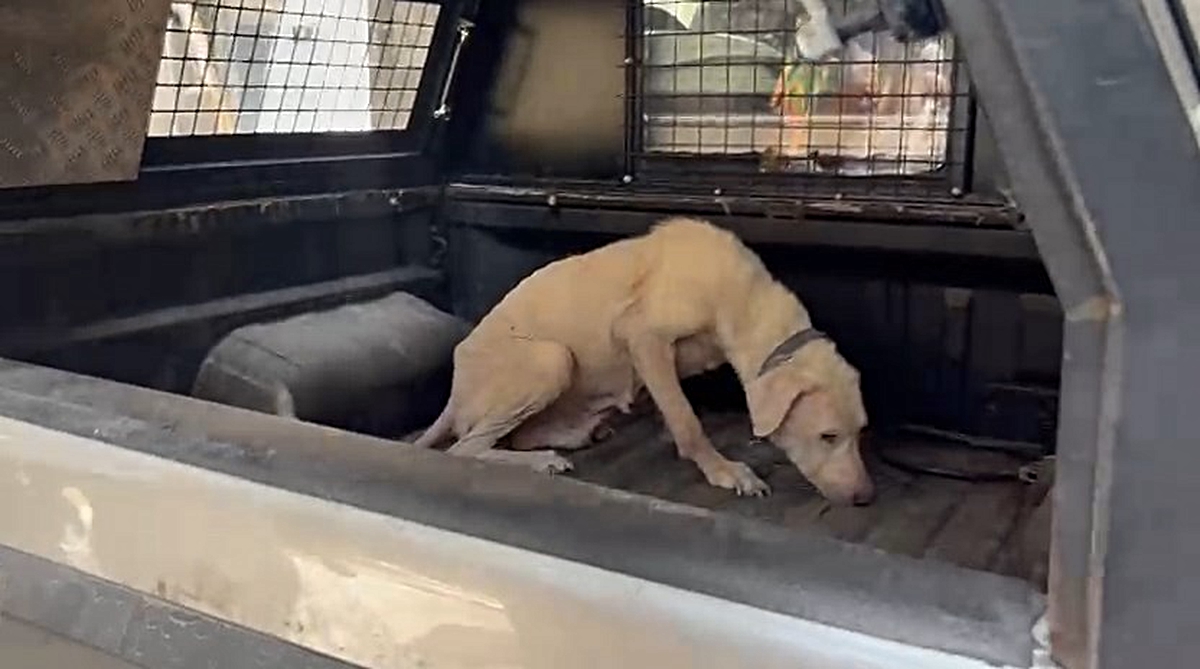Bursa'da pireli binadan kurtarılan 8 yaşındaki köpeğe Ülker adı verildi