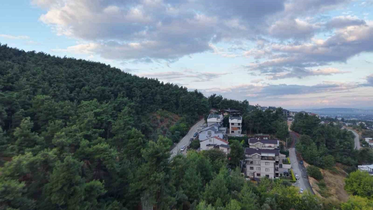Bursa Nilüfer Çalı Mahallesi'nde 3 ayı görüldü, muhtar sakinleri uyardı