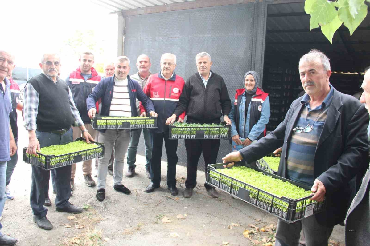 Kastamonu İnebolu'da 65 çiftçiye 88 bin 400 fide yüzde 75 devlet katkısıyla dağıtıldı