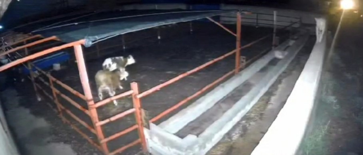 Kırşehir Boztepe'de kurt saldırısında mandırada iki hayvan telef oldu