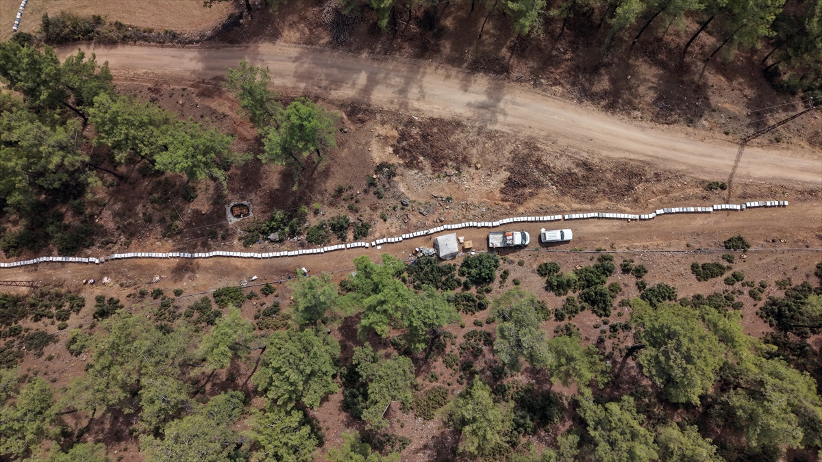 Muğla'da çam balı hasadı başladı, arıcıların yüzü gülüyor