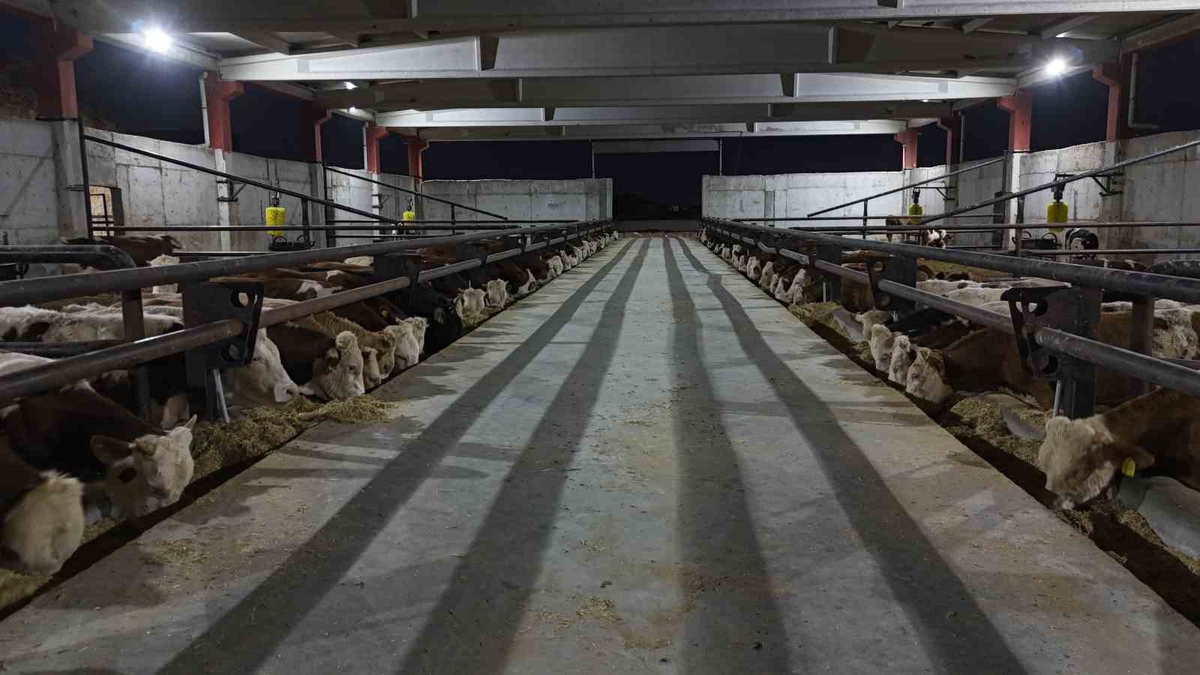 Şanlıurfa'daki Besi OSB, 120 bin büyükbaş kapasitesiyle et merkezi olmayı hedefliyor