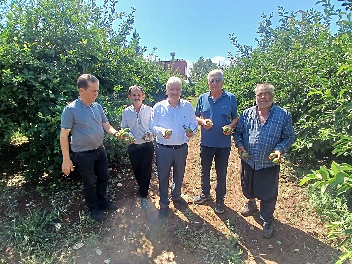 Adana Yüreğir'de dolu, turunçgil başta olmak üzere 35 bin dönüm tarım alanını vurdu