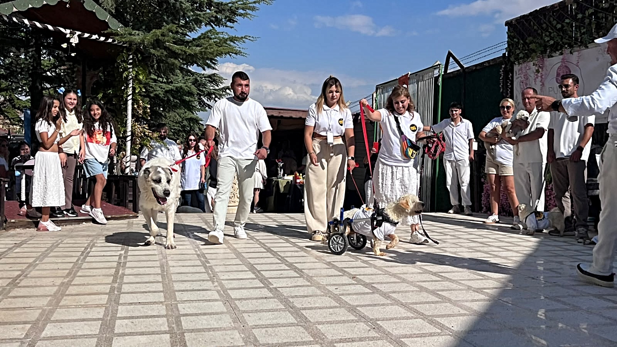 Ankara'da barınaklardan alınan 2'si engelli 19 köpeğin tamamı sahiplendirildi
