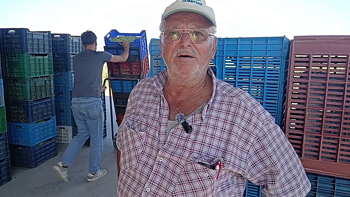 Aydın Karacasu'da zeytin alımı başladı, üreticiler 1 numara 60 liraya tepki gösterdi