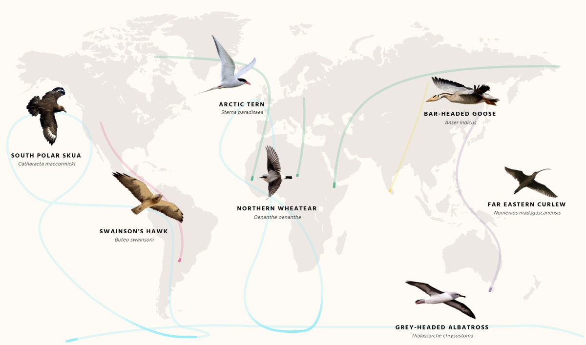 BirdLife raporuna göre 200 göçmen kuş türü nesli tükenme tehdidi altında bulunuyor