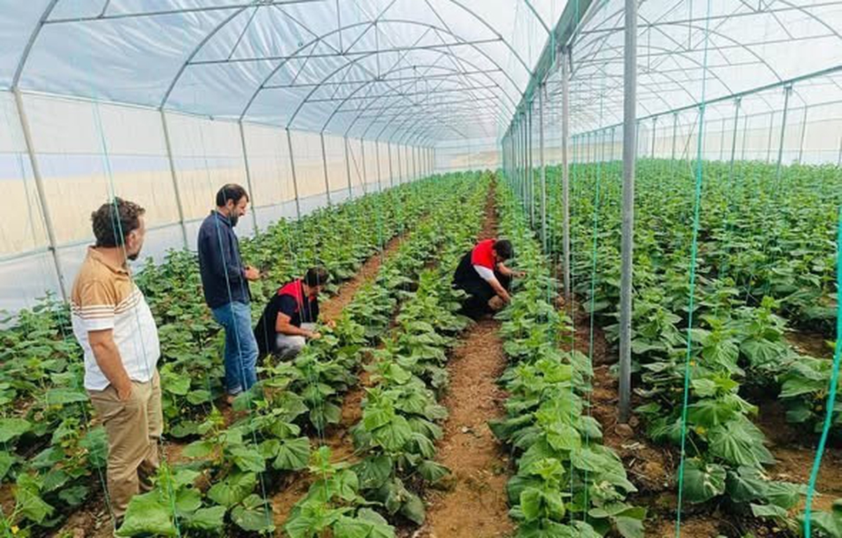 Cizre'deki seralarda denetim yapıldı, Katran köyündeki üreticilere bilgi verildi