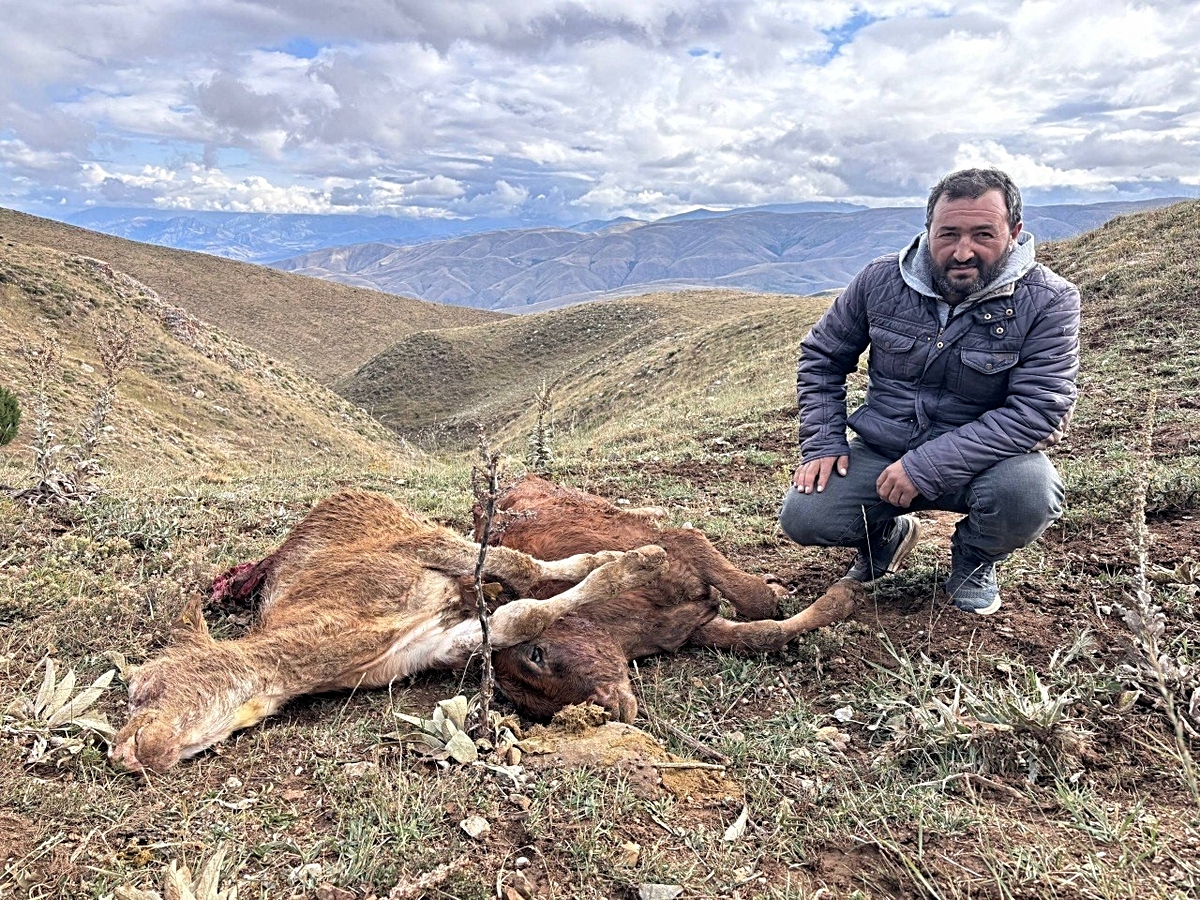 Erzincan'da çobanın müdahalesine rağmen ayı 2 buzağıyı telef etti