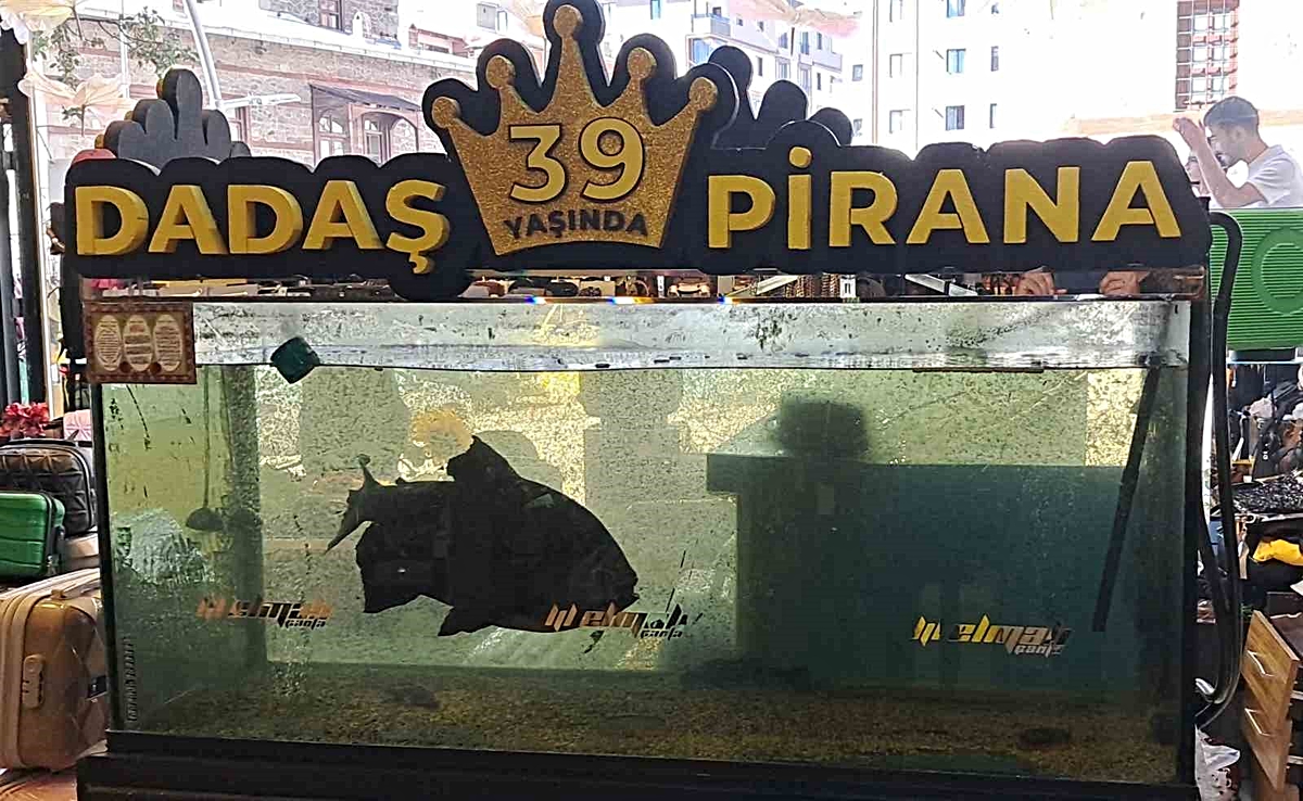 Erzurum'da Dadaş Pirana 39 yıllık ömrüyle 8 yıldır Kamil Elmalı'nın bakımında yaşıyor