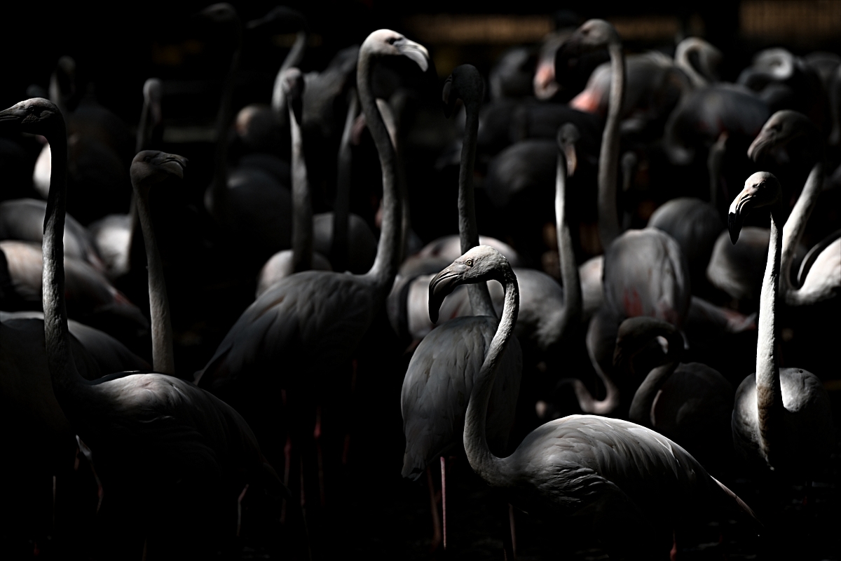 Gaziantep Doğal Yaşam Parkı'nda 4 yavruyla flamingo sayısı 52'ye çıktı