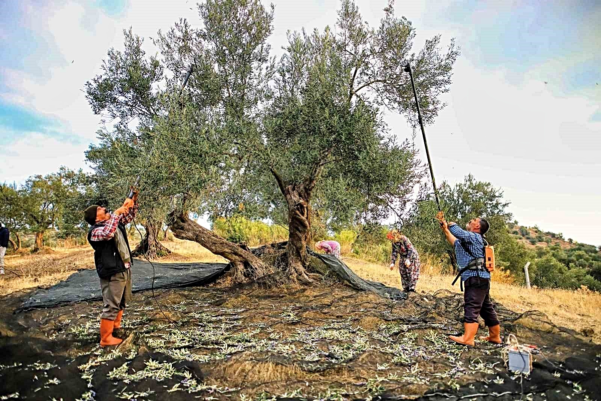 Güney Marmara'da zeytin hasadı başladı, üretici 60 TL maliyetten şikayetçi