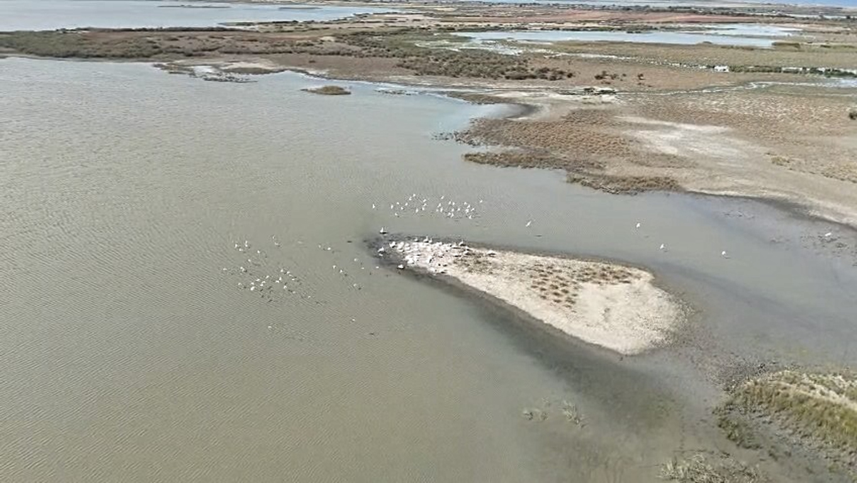 Karacabey Ballıkaya Mahallesi'ndeki gölde pelikanlar dronla havadan görüntülendi