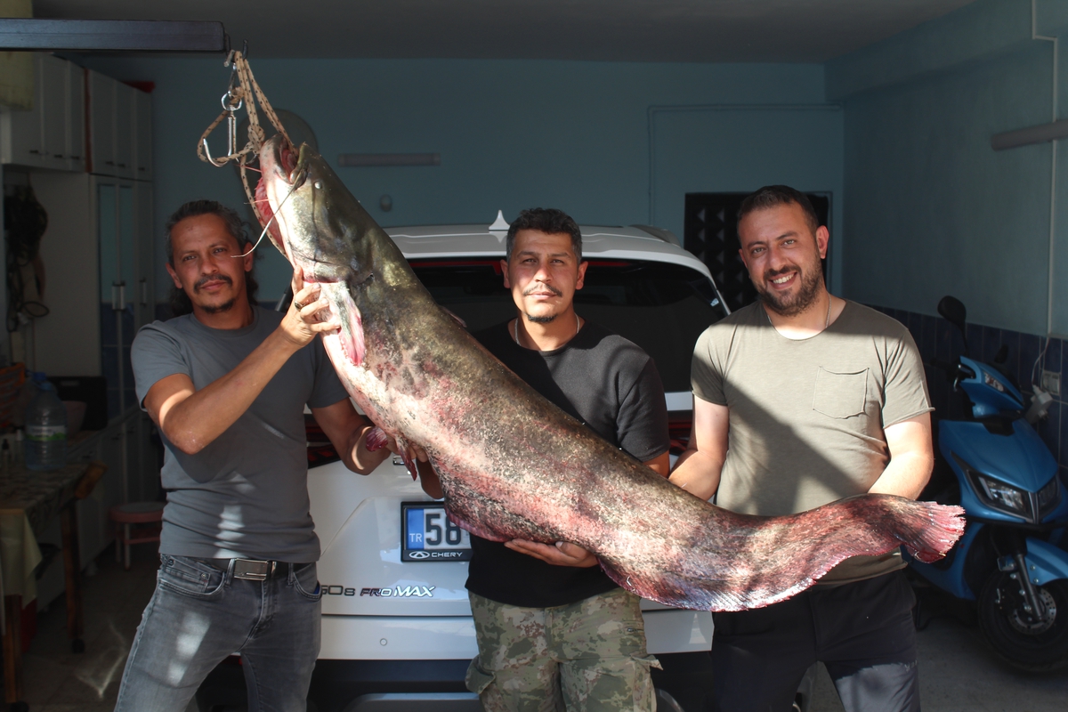 Kızılırmak'ta oltaya 190 santimetrelik yayın balığı takıldı